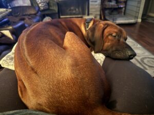 This is a photo of Tako our new 1 year old Rhodesian Ridgeback puppy. He may sit in on the podcast from time to  time.